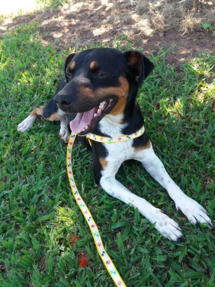 Cachorro ra a Fox Paulistinha idade 1 ano nome Chumbinho