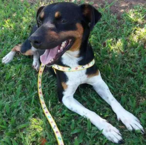 Cachorro raça Fox Paulistinha idade 1 ano nome Chumbinho
