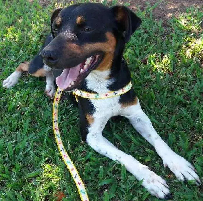 Cachorro ra a Fox Paulistinha idade 1 ano nome Chumbinho