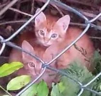 Gato raça sem raça definida  idade 2 a 6 meses nome sem nome