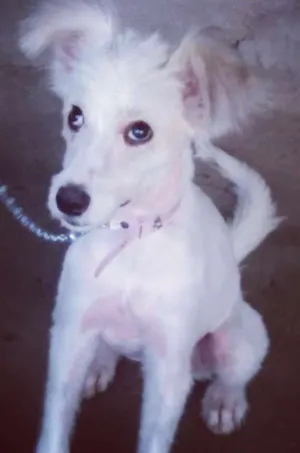 Cachorro raça Vira lata  idade 2 a 6 meses nome Mell