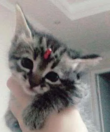 Gato ra a Sem raça idade Abaixo de 2 meses nome Sem.nome