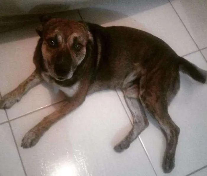 Cachorro ra a SRD idade 5 anos nome Bori