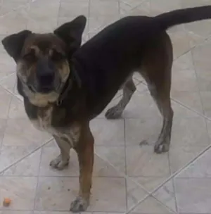 Cachorro raça SRD idade 5 anos nome Bori