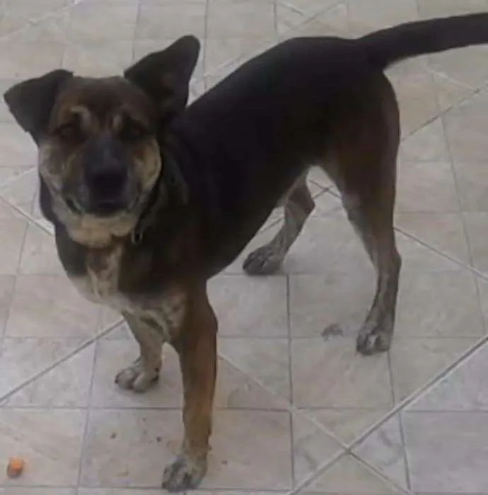 Cachorro ra a SRD idade 5 anos nome Bori