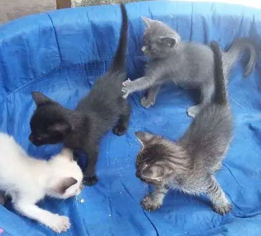 Gato raça RI idade  nome Ainda não tem nome