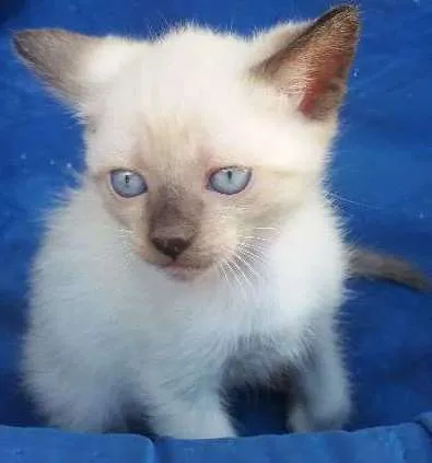 Gato raça RI idade  nome Ainda não tem nome