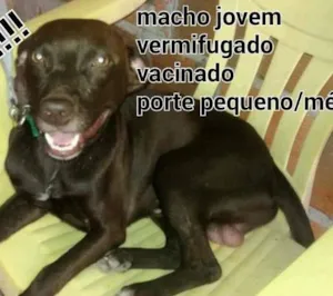 Cachorro raça sdr idade 1 ano nome Marrom