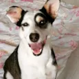 Gigi
