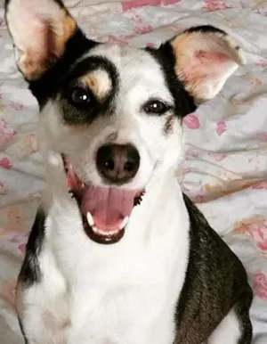Cachorro raça srd idade 3 anos nome Gigi