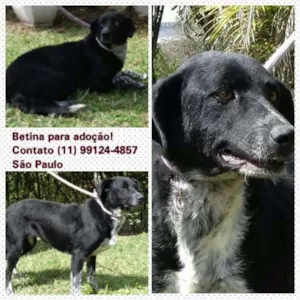 Cachorro raça SRD idade 4 anos nome Betina