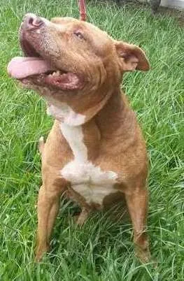 Cachorro raça Pit Bull idade 6 ou mais anos nome Bello