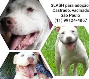 Cachorro raça Pit-Bull idade 3 anos nome Slash