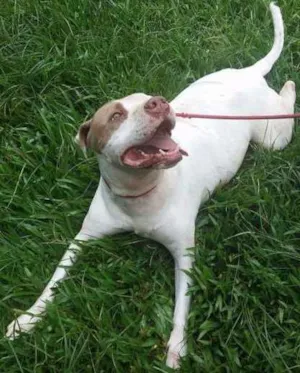 Cachorro raça Pit-Bull idade 3 anos nome Mustafá