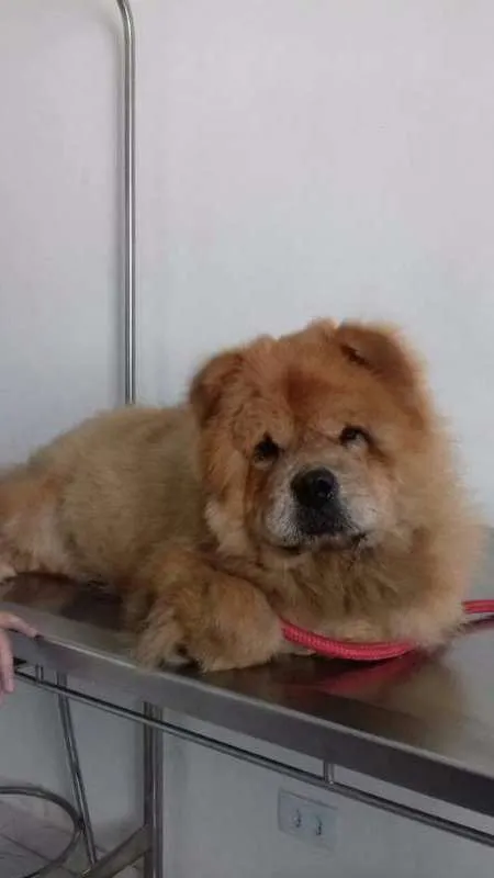 Cachorro ra a Chow Chow idade 3 anos nome Íris