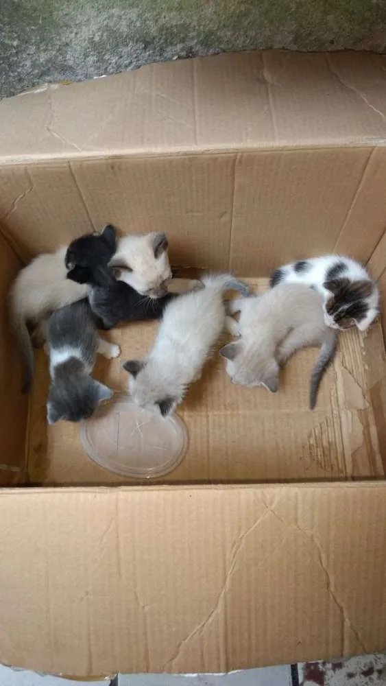 Gato ra a Srd idade Abaixo de 2 meses nome 6 gatinhos abandonad