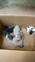 6 gatinhos abandonad