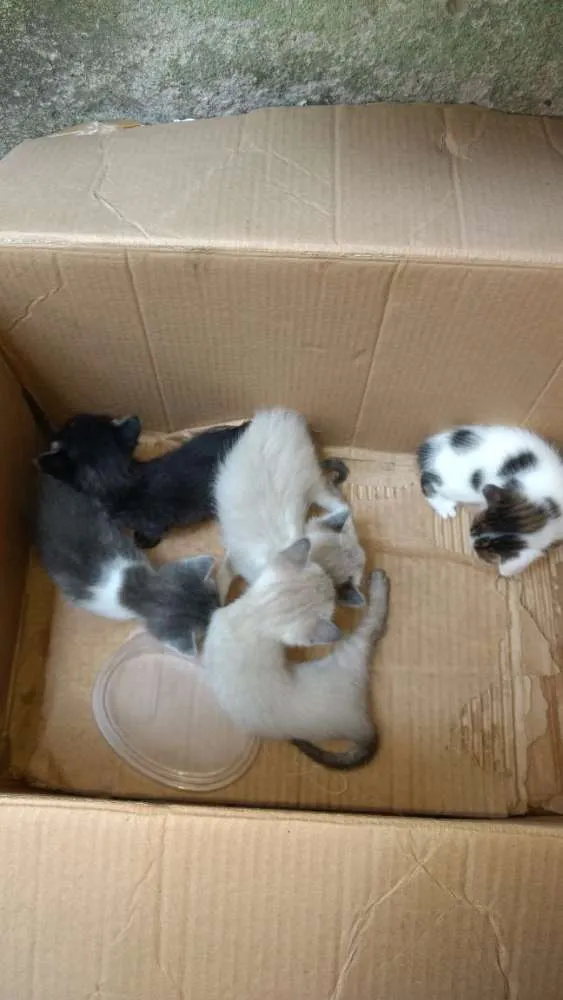 Gato ra a Srd idade Abaixo de 2 meses nome 6 gatinhos abandonad