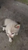 6 gatinhos abandonad