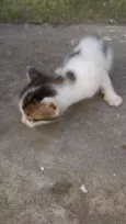 6 gatinhos abandonad