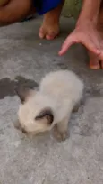 6 gatinhos abandonad