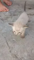 6 gatinhos abandonad