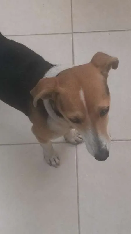 Cachorro ra a vira lata idade 2 a 6 meses nome sem nome 