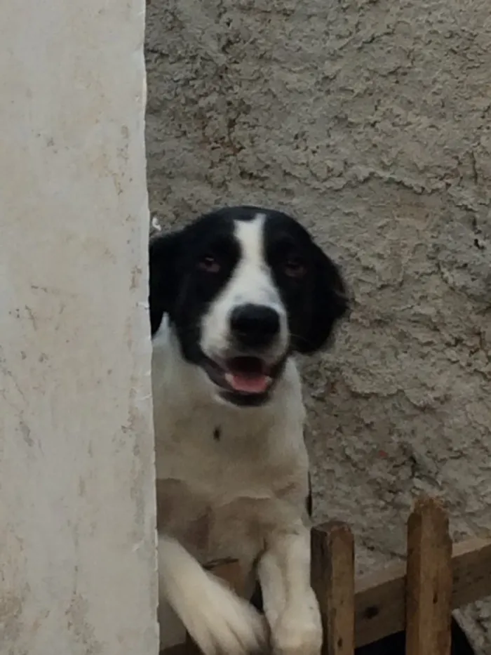 Cachorro ra a RND- Vira lata  idade 7 a 11 meses nome Luna