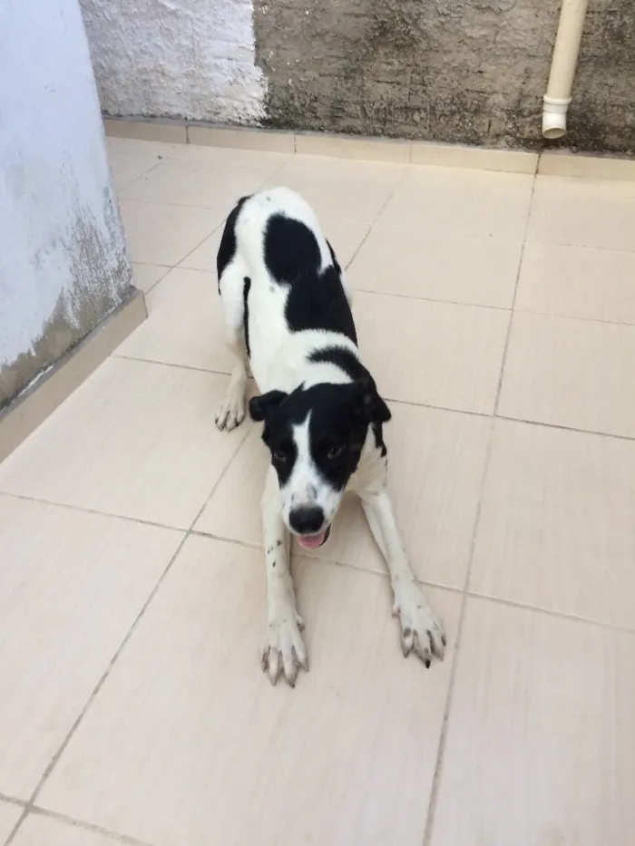 Cachorro ra a RND- Vira lata  idade 7 a 11 meses nome Luna