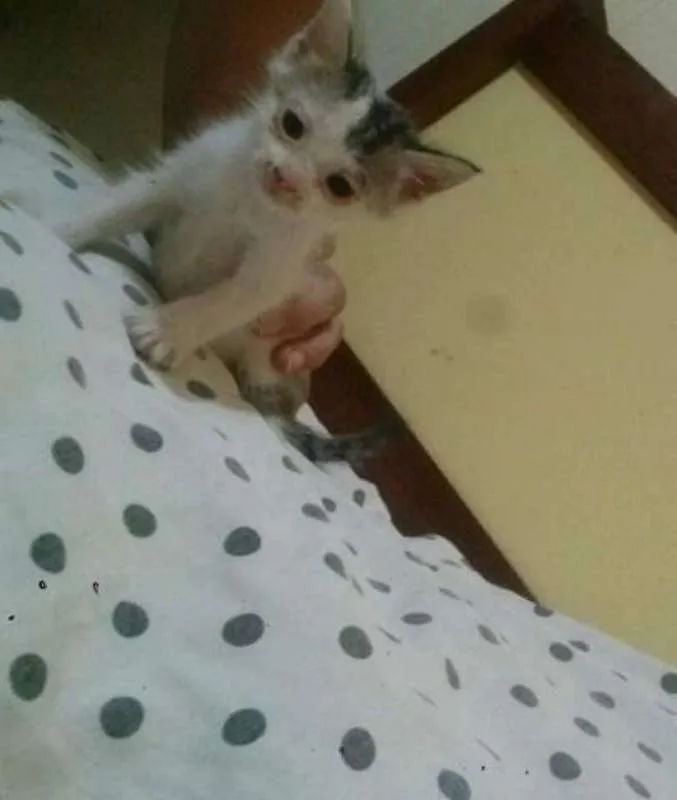 Gato raça indefinida  idade Abaixo de 2 meses nome sem nome