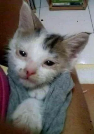 Gato raça indefinida  idade Abaixo de 2 meses nome sem nome