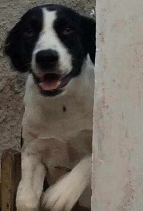 Cachorro ra a RND- Vira lata  idade 7 a 11 meses nome Luna