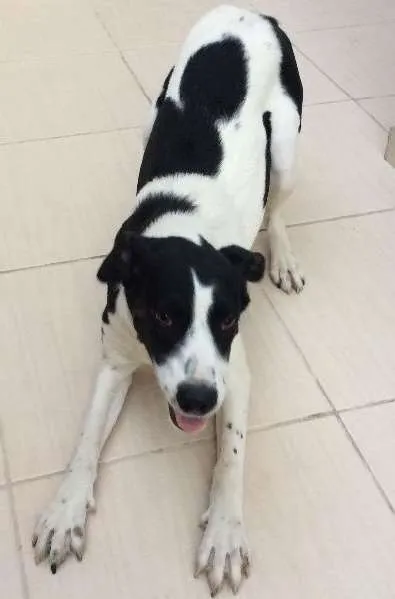 Cachorro ra a RND- Vira lata  idade 7 a 11 meses nome Luna