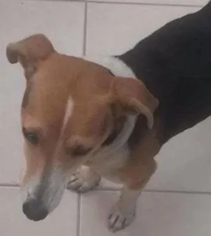 Cachorro raça vira lata idade 2 a 6 meses nome sem nome 