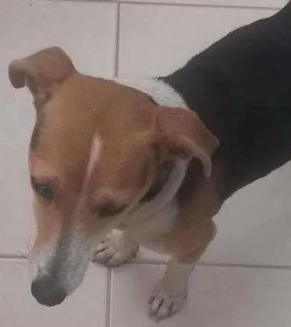 Cachorro ra a vira lata idade 2 a 6 meses nome sem nome 