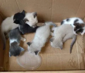 Gato raça Srd idade Abaixo de 2 meses nome 6 gatinhos abandonad