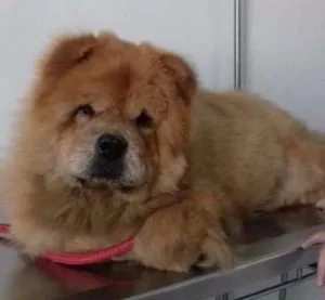 Cachorro raça Chow Chow idade 3 anos nome Íris