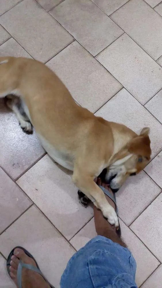 Cachorro ra a Mestiço idade 2 anos nome Sansão