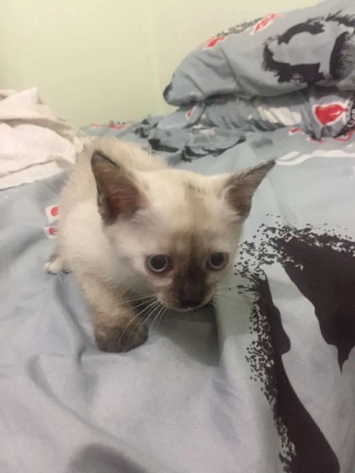 Gato ra a Vira latas idade Abaixo de 2 meses nome Ainda sem nome