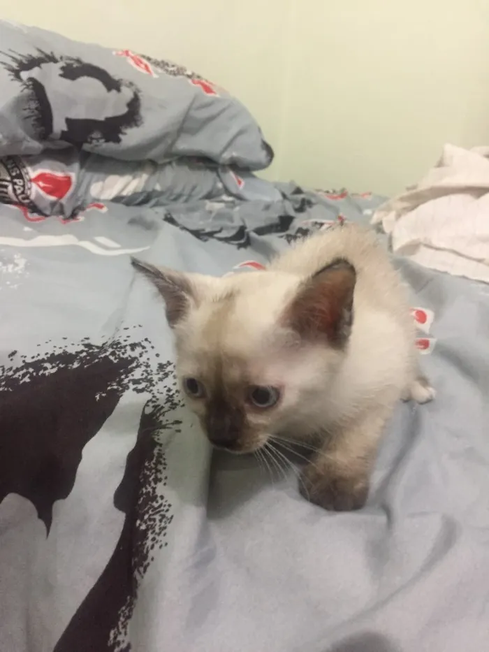 Gato ra a Vira latas idade Abaixo de 2 meses nome Ainda sem nome