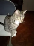 Parcinha