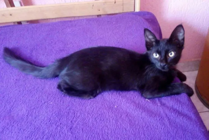 Gato ra a SRD idade 2 a 6 meses nome Pretinhas