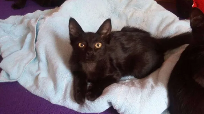 Gato ra a SRD idade 2 a 6 meses nome Pretinhas