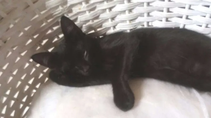 Gato ra a SRD idade 2 a 6 meses nome Pretinhas
