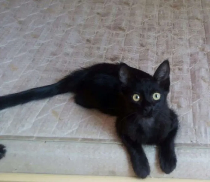 Gato ra a SRD idade 2 a 6 meses nome Pretinhas