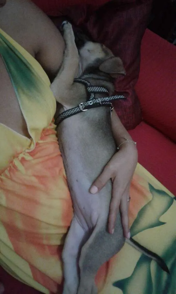 Cachorro raça Nao sabemos ela é muito novinha idade 2 a 6 meses nome Mel