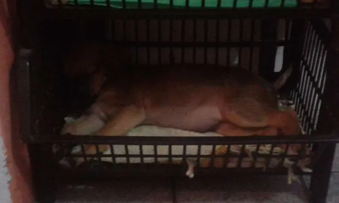 Cachorro raça Nao sabemos ela é muito novinha idade 2 a 6 meses nome Mel
