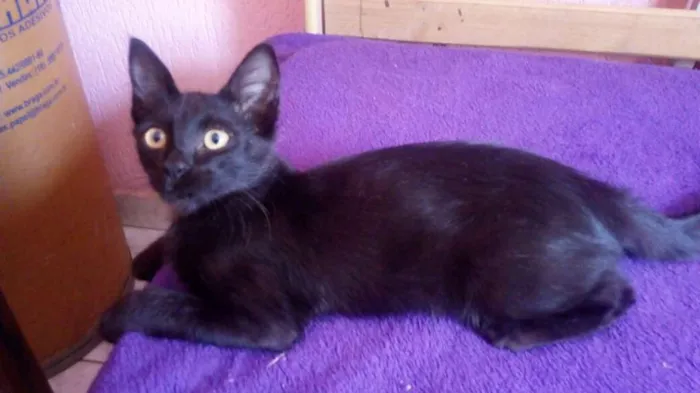 Gato ra a SRD idade 2 a 6 meses nome Pretinhas