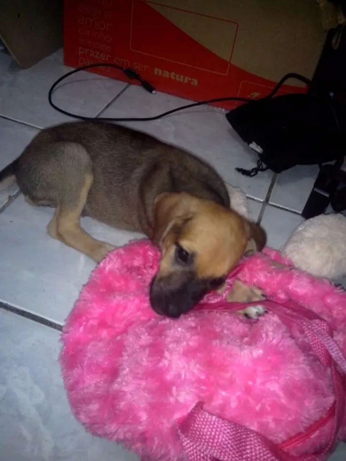 Cachorro raça Nao sabemos ela é muito novinha idade 2 a 6 meses nome Mel