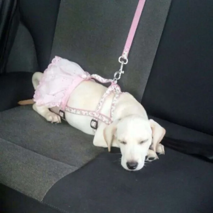 Cachorro ra a SRD idade 2 a 6 meses nome Chantilly